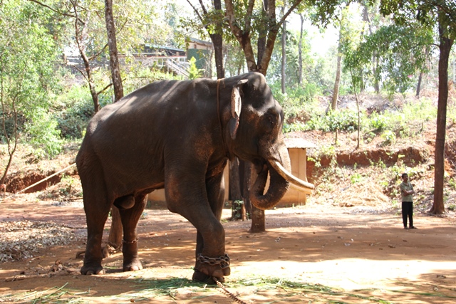 Алексей Кузнецов, Индия, слоны в ГОА