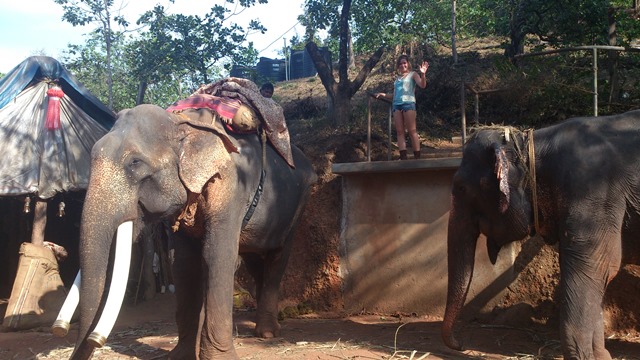 Алексей Кузнецов, Индия, слоны в ГОА
